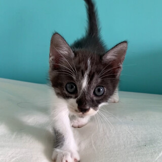 人慣ればっちりの子猫 白黒君★兄妹5匹★