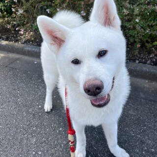 天真爛漫！真っ白な女の子秋田犬「神楽」