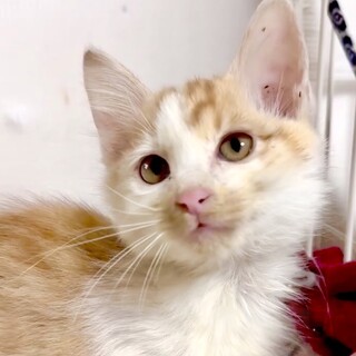 長毛で茶白の超甘えん坊ルイ君