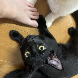 黒猫 7ヶ月 甘えんぼ男の子