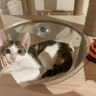 おしゃべり上手♡シャインくん❤️