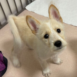 テリアmixの可愛い兄弟、小さい体が尚愛らしい♡