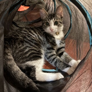 ツンデレあくびちゃん