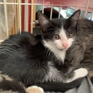 可愛い白黒 ジョー君　２ヶ月