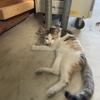 可愛い猫ちゃん