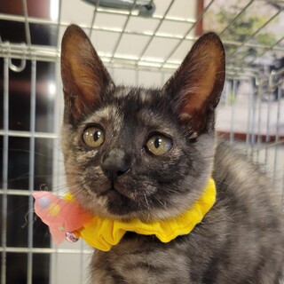 イエナちゃん　3ヶ月