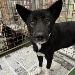 大きな体に大きな心！おっとりデンカくん