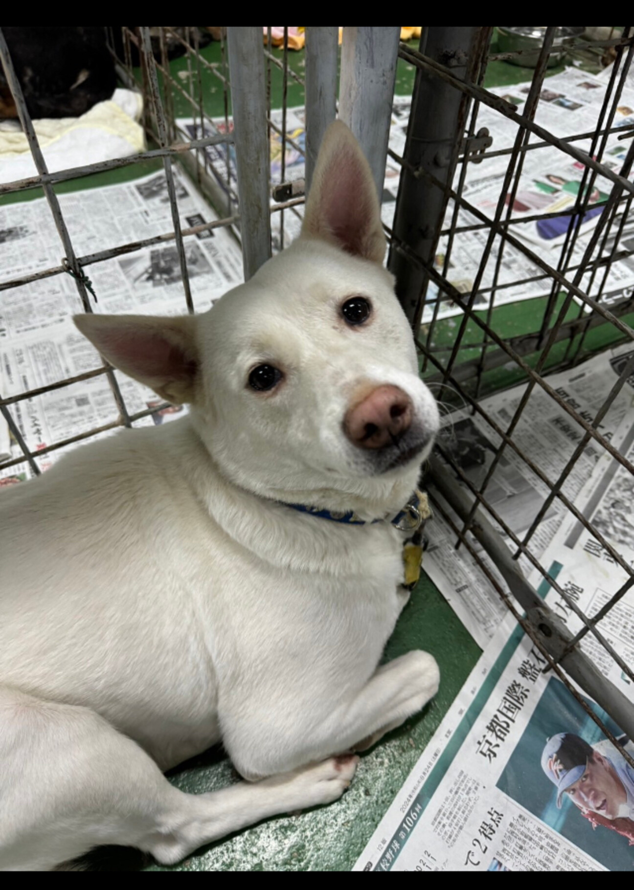 白毛がジマンのサイちゃん」山口県 - 犬の里親募集(502510