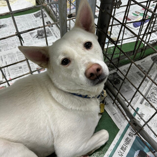 白毛がジマンのサイちゃん　家族ほしいな！