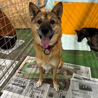 元飼犬のシュワくん！新しい家族募集中