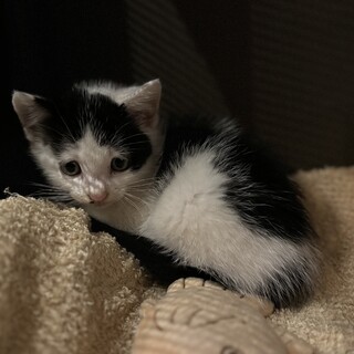 怖がりな困り顔の男の子