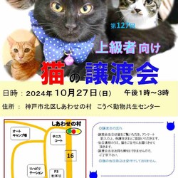 猫の譲渡会 in しあわせの村 内 こうべ共生センター 