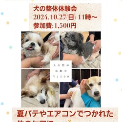 いぬねこ譲渡会 サムネイル3