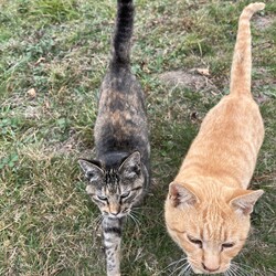 「土手下３兄妹猫～スティールに久しぶりに遭遇！」サムネイル1