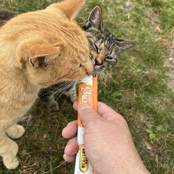 「土手下３兄妹猫～スティールに久しぶりに遭遇！」サムネイル2