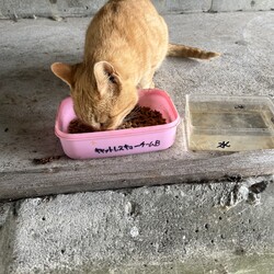 「土手下３兄妹猫～スティールに久しぶりに遭遇！」サムネイル3