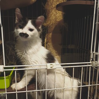 半毛長の白黒こねこ