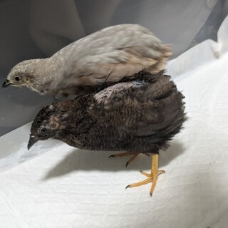 ヒメウズラペア