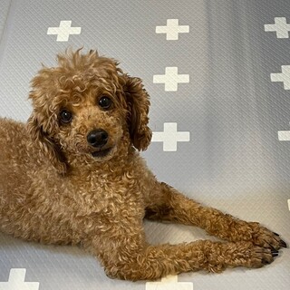 少し大きめの優しい性格のあんこちゃん