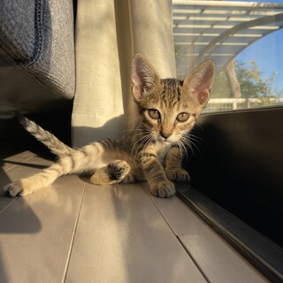 お目目と耳が大きいおそばくん　生後3ヶ月