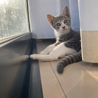 生後3ヶ月　グレーでふわふわのうどんちゃん