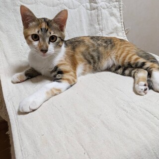 素敵な縞三毛猫　ふたばちゃん