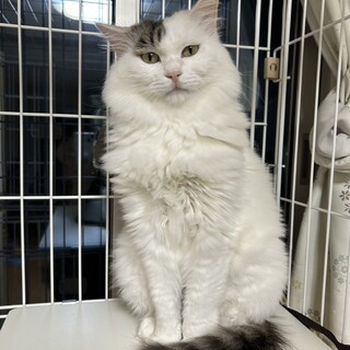 白多めくろぶちの♀おとなしい子です