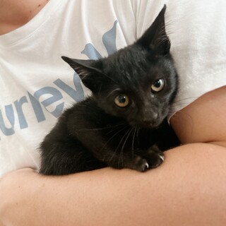 黒猫の女の子︎︎ ♡