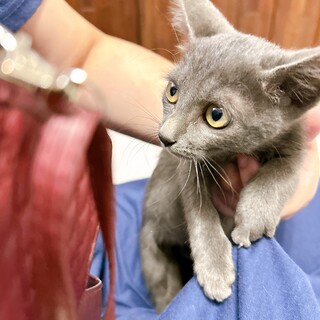 綺麗なグレーの毛並みの男の子