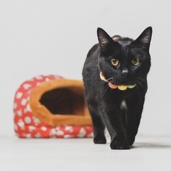 個人ボランティアによる小さな譲渡会 サムネイル2