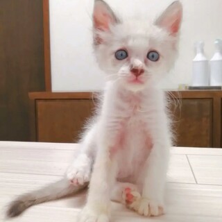 【急募★仔猫】青い目の王子様★生後１カ月