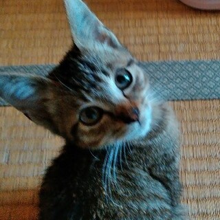 ひざ乗り大好き 2ヵ月　シシャモくん