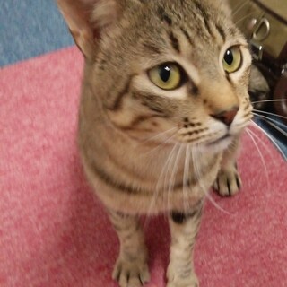 人懐っこい男の子です