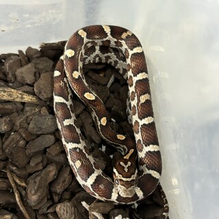 コーンスネーク　ベビー