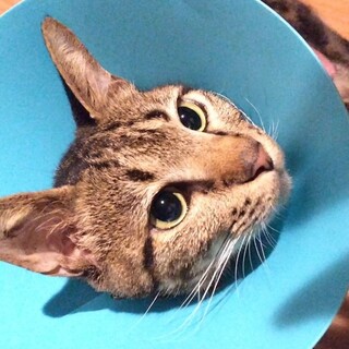 事故で負傷猫として保健所に収容