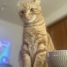 甘えん坊のアメリカンカール(男の子) サムネイル2