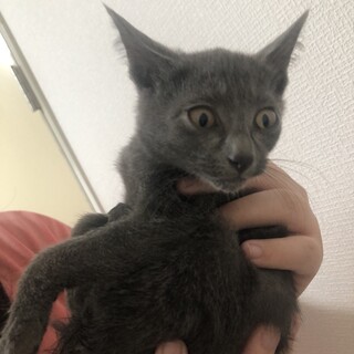 保護猫5匹です。推定一歳前後・生後２ヶ月