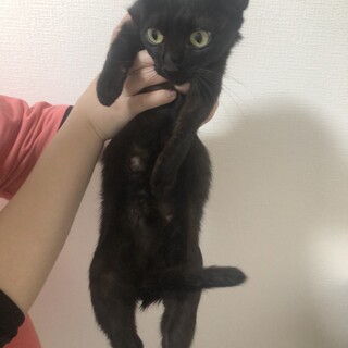 保護猫　推定一歳前後・生後２ヶ月の子猫