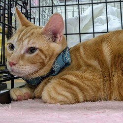 ねこの譲渡会／緑生涯学習センター　