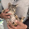 優しい里親様募集致します サムネイル3