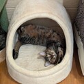 気づいたらいつも見ている！？ヨクサルくん