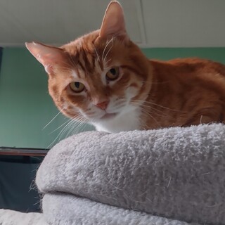 大きなお顔の美男子 鉄