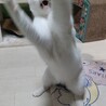 美猫 チロくん サムネイル3