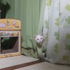 美猫 チロくん サムネイル4