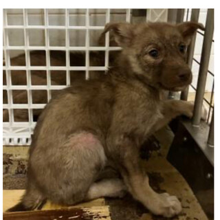 殺処分対象❗️収容期限10/22まだ子犬です