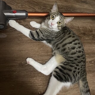 里親決定しました