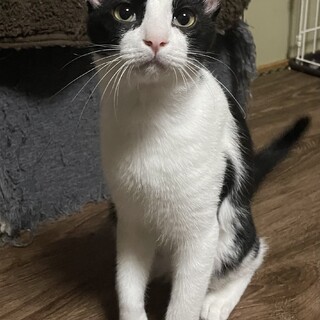 里親決定しました