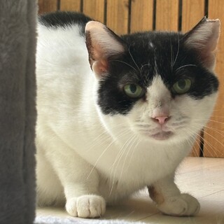 絶賛人馴れ修行中の  冬ちゃん