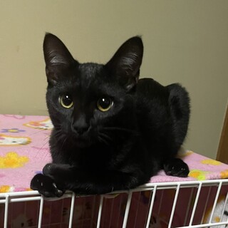 里親決定しました