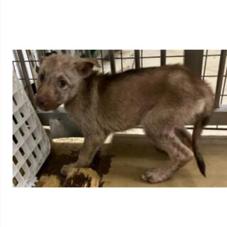 殺処分対象❗️まだ子犬❗️収容期限10/22